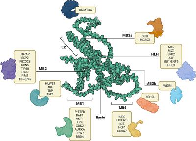 Targeting MYC at the intersection between cancer metabolism and oncoimmunology